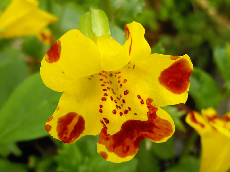 Mimulus guttatus en fleurs au bord d'un ruisseau dans une prairie marécageuse